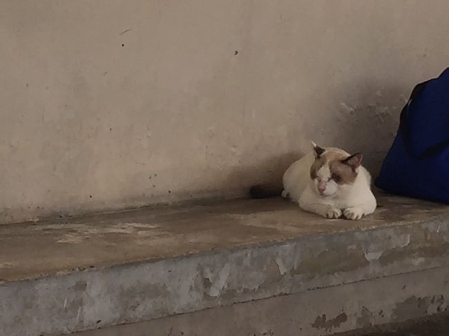 おやすみちゅう。