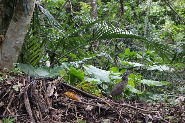 天文台に行く途中になんと！！<br /><br />野鳥発見！！<br /><br />全然飛ばなくウロウロと<br /><br />後で鳥の名を聞きましたが、珍しくないと聞き<br />忘れてしまいました