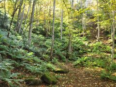 湖の廻りの日の当たらない辺りには、シダが茂っていました。