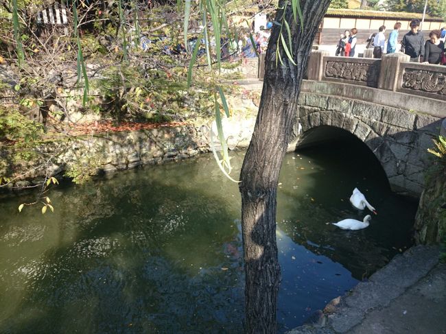 美観地区を流れる倉敷川。白鳥が泳いでました。<br />（14：32）