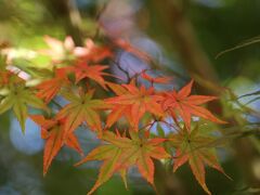 守護陣温泉のちょっとはやい紅葉