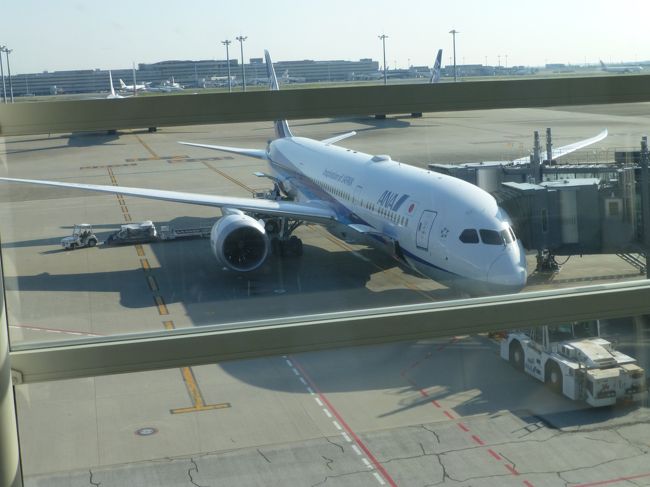 私たちが乗る飛行機です。ボーイング７８７