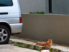 駐車場に住み着いている野良犬たち。
身体をゆるく伸ばして、気持ちよさそうに天日干し。　