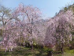 人形将棋の行われる舞鶴公園へとやってきました。このあたりは桜がまだまだ残っていました。