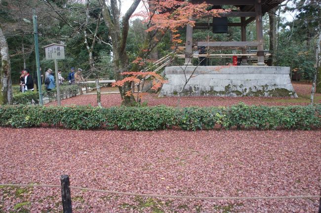 食後は、金閣寺へ。<br /><br />紅葉した落ち葉がジュウタンのようです。<br />