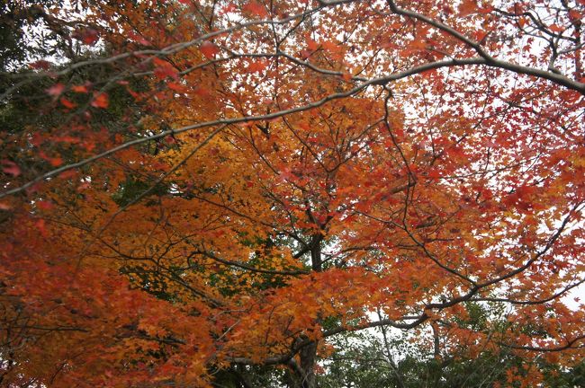 ギリギリ紅葉シーズンに間に合ったようです。