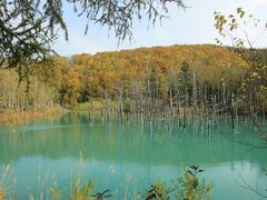 年末以来の「青い池」

水はいつもよりグリーンが濃いように感じましたが、周辺の紅葉はちょうど見頃を迎えていました。