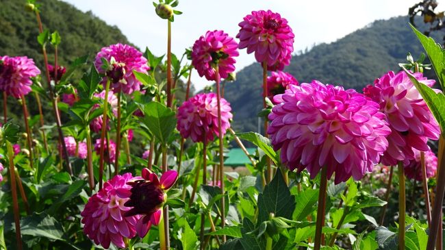 黒川ダリア園 ダリアの花が見ごろになったと放映されたので見に行きました 川西 猪名川 兵庫県 の旅行記 ブログ By Hn11さん フォートラベル