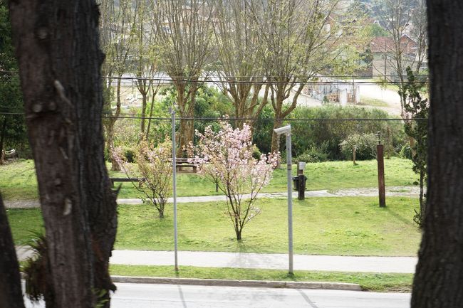 <br /><br />桜だ。