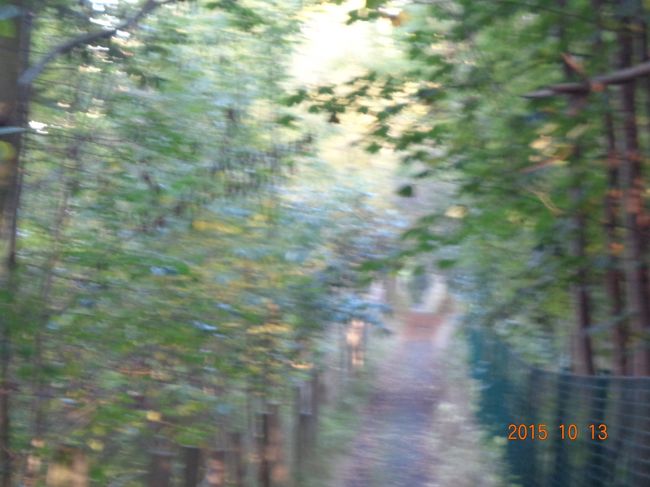 フォース鉄道橋の下に降りるには，このけもの道に毛が生えたような小路をひたすら下っていきます（バスターミナルの所に案内の→が出ています）。<br /><br />普段日本での生活でこんな道歩く事はないので，ちょっと怖いです。本当に人気がなくて誰かに襲われたら（考えてみたら舗装されていない道を歩く事自体がないわ）。