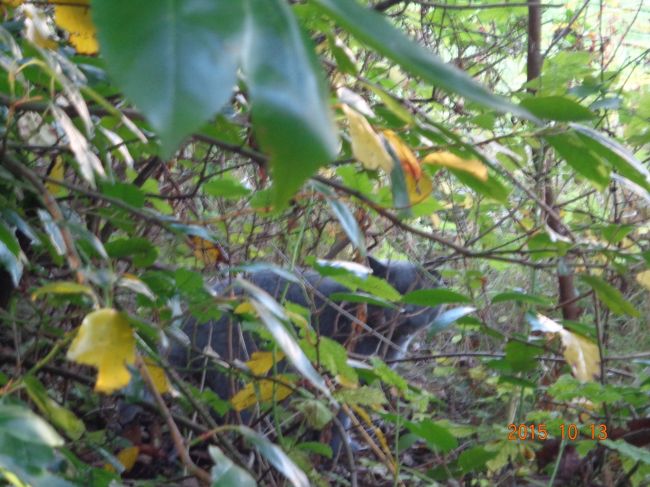 見えにくいけど，藪に紛れて猫がいます。スコットランドで最初で最後に見た猫。多分ブリティッシュショートヘアかと。<br /><br />この後用足しをされていました。<br />