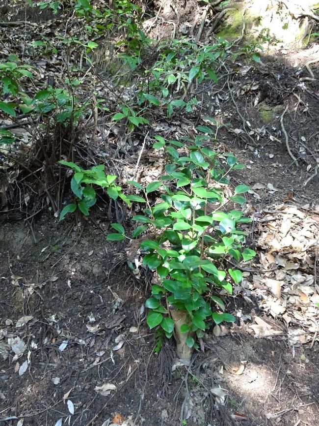 保護されていない木もある