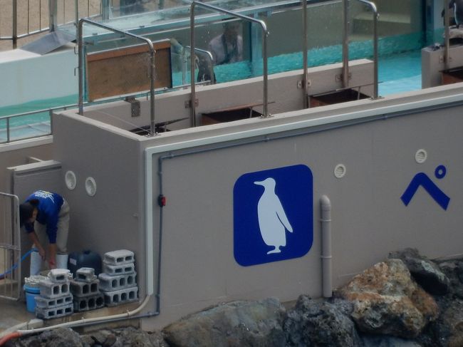 水族館のペンギン