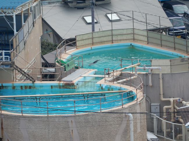 水族館のイルカ