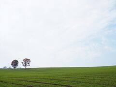 走っているうちに、３つ目の目的地である親子の木に到着。