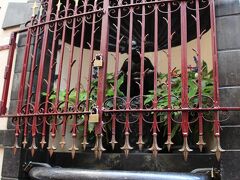 その子はこの赤い策の向こうにしゃがんでいました。