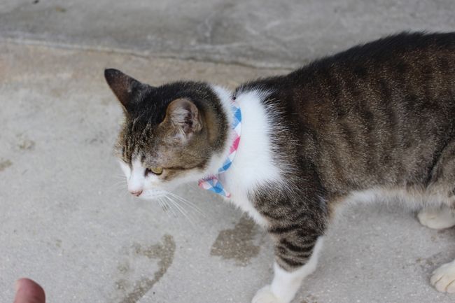 お店では看板猫　フルートちゃんがお出迎え