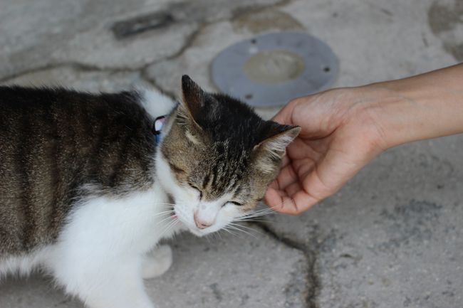 説明もそこそこに猫と遊ぶ