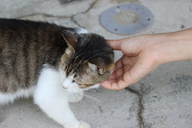 おばあちゃんらしい。。。<br /><br />さすがに人に慣れています<br /><br />すぐさま飽きられてしまい、奥に行ってしまいました