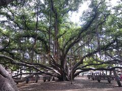有名なバニアンツリー。

一本の木から、枝が数メートルも広がっています。
