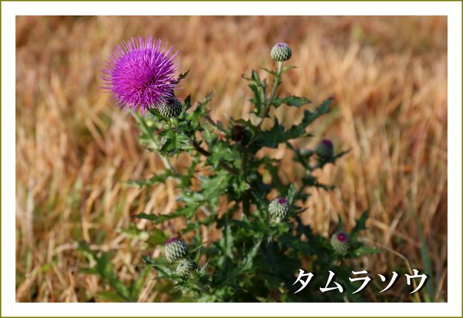 Solitary Journey 1663 赤色や黄色に染まった山々が秋の賑いを見せていました 比婆道後帝釈国定公園 吾妻山 広島県庄原市 庄原 広島県 の旅行記 ブログ By Mechagodzilla 703さん フォートラベル Solitary Journey 1663 赤色や黄色に染まった山々が秋の賑いを見せていました 比婆道後帝釈国定公園 吾妻山 広島県庄原市 庄原 広島県 の旅行記 ブログ By Mechagodzilla 703さん フォートラベル