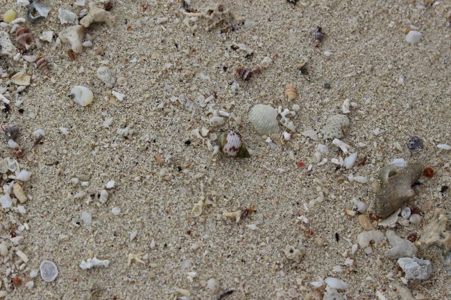 やどかりがいます