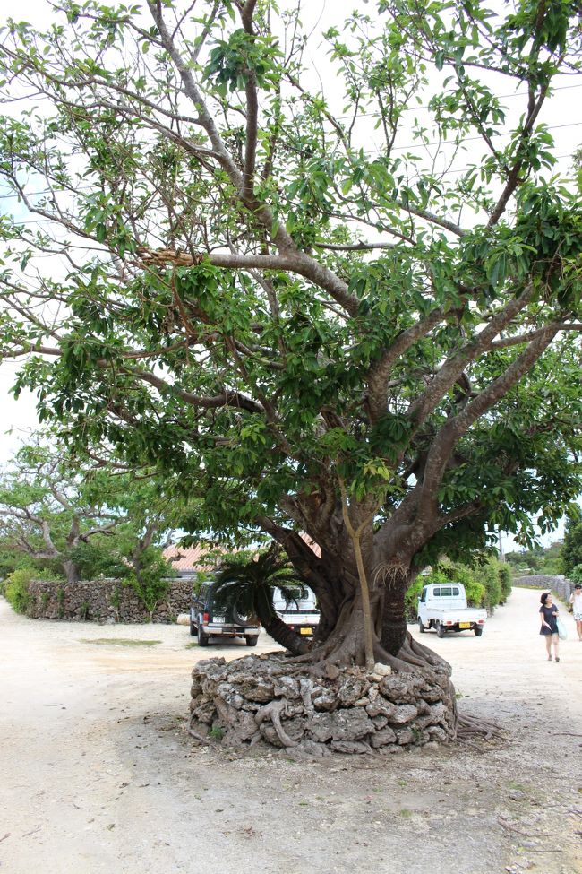 凄い木があります<br /><br />この辺りから昔、嗅いだ匂いがして来ました