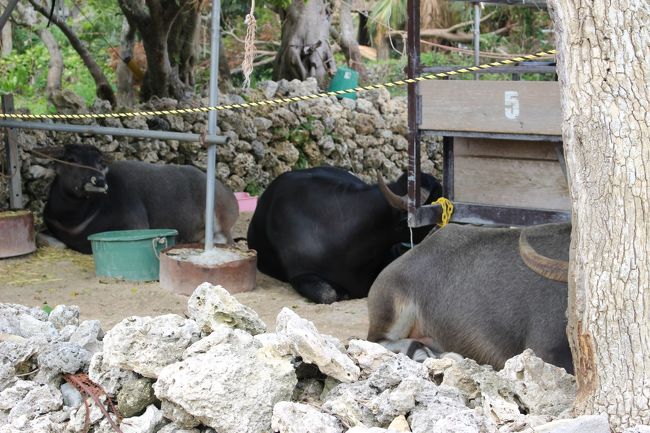そうです！！<br /><br />水牛さん達の香りがします<br /><br />水牛車観光の牛さん達<br /><br />お疲れ?す<br /><br />と一枚