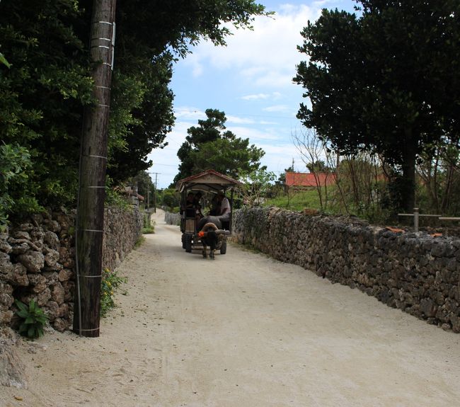 水牛観光車、あんまり見れなかったね?<br /><br />なんて話をしながら店を後にした途端、<br /><br />左からゆっくり、ゆっくりこちらへきます