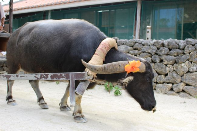 凄い力！<br /><br />多くの観光客を乗せてゆっくり進みます<br /><br />さっきとは違う子みたいだなぁ?と思いながら一枚