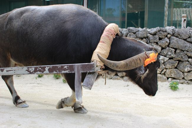 優しそうな目でこちらをチラッと見てくれました<br /><br /><br />！！！<br /><br />これは！！と思いすかさず先回り！！！