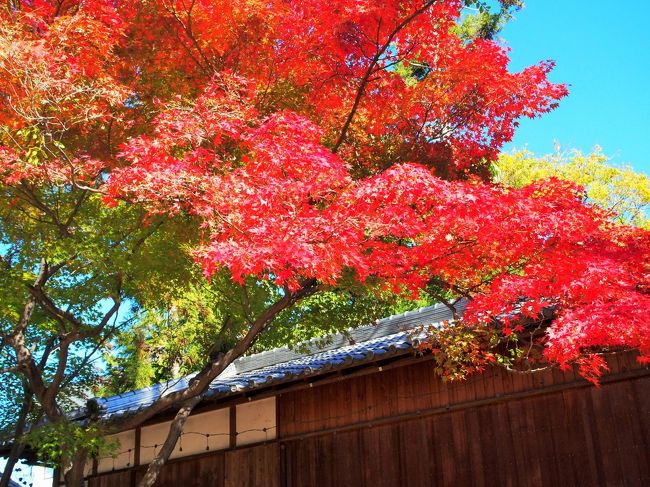 モミジの紅葉がすごい！