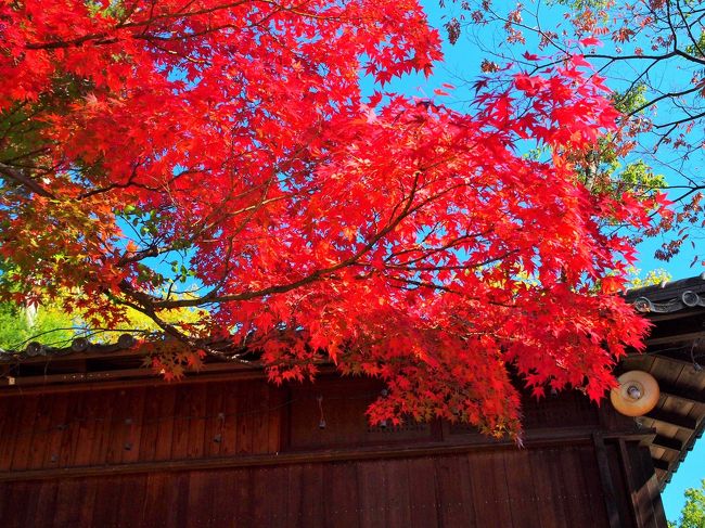 綺麗だなあ。<br /><br />紅葉を見たりすると、日本ってやっぱり美しい国だなあと思ったりします。