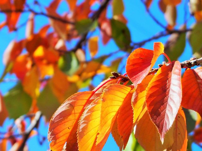 松本城から旧開智学校までの道の樹木もすっかり紅葉していました。