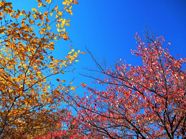 秋晴れ。初日としてはいいスタートです。<br /><br />さて中心部のほうへ戻ります。