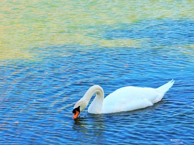 白鳥かな？二羽いましたよ。
