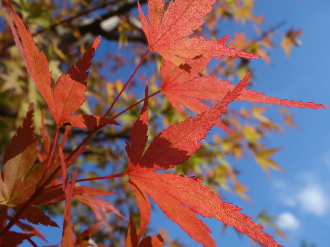 そう，秋ですね。