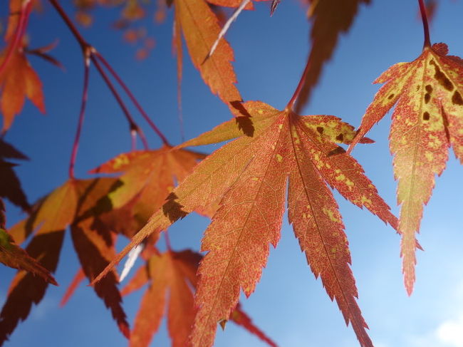 天高く，馬肥ゆる，秋。