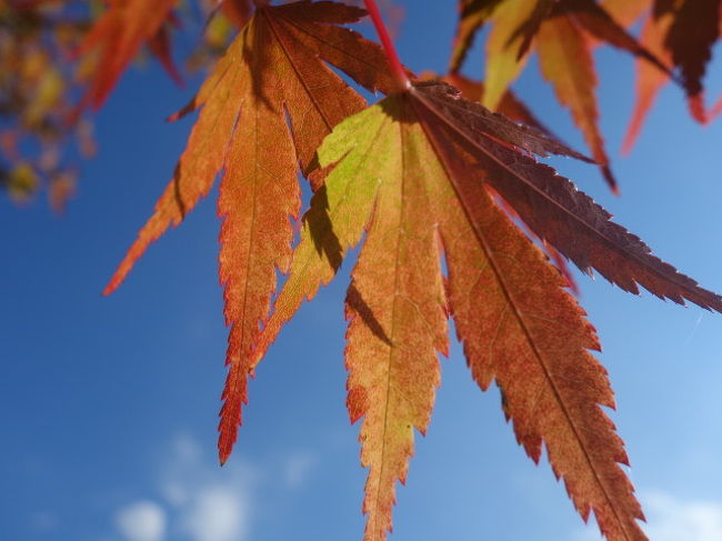 わたしも，肥ゆる。