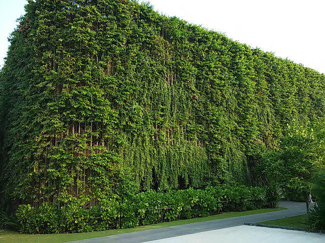 この緑のモコモコは客室なんですよ。<br />スタンダードなバビロンルームに泊まりました。