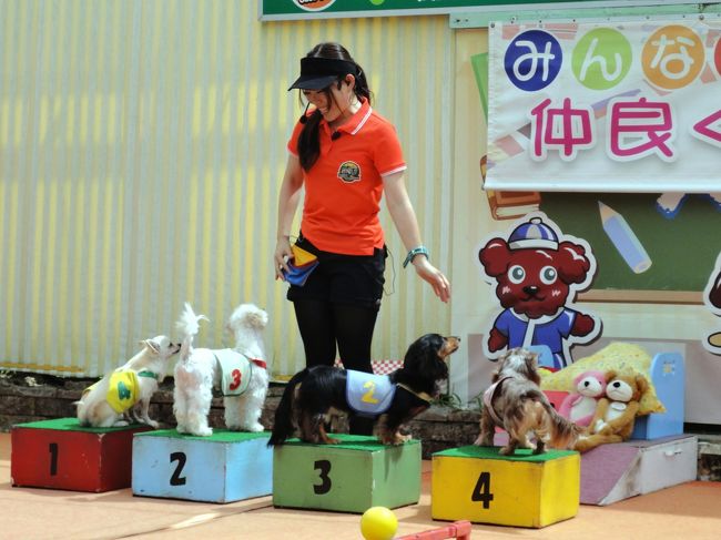 健気に、お姉さんの動きを追うﾜﾝﾁｬﾝ達。。。<br /><br />抱っこしてやりたい気分です。