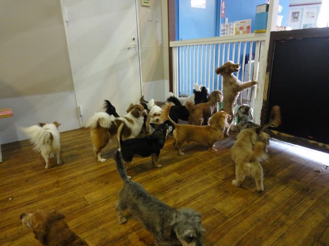 沢山のﾜﾝﾁｬﾝ達を抱っこして、撫でてきました。