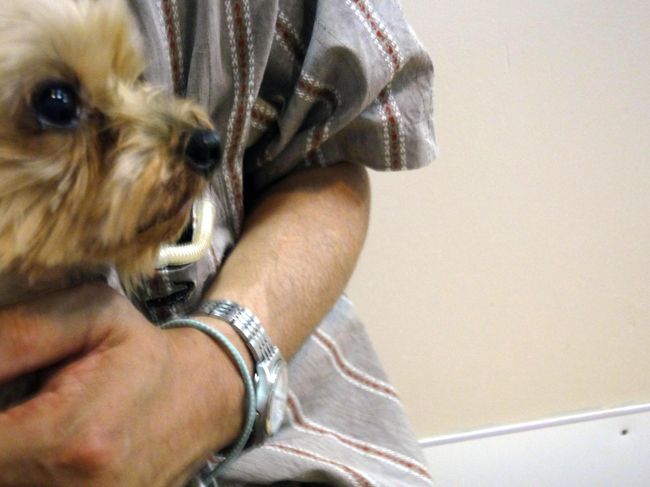 なぜか、このﾃﾘｱちゃんが私を気に入ってくれて、ずっと抱っこで撫でていました。<br /><br />此方も気持ち良くなって、ｵﾈﾑになってしまいました。