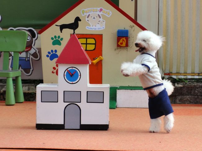 健気に動き回っていますが、保護犬ｶﾌｪを知ってから、このようなｼｮｰを見ると、色々考えさせられる事があります。<br /><br />保護犬ｶﾌｪ↓<br />http://4travel.jp/travelogue/11046032<br />