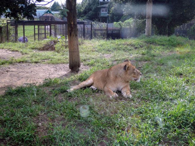 最初のｴﾘｱはｲﾝﾊﾟｸﾄが強い猛獣ｿﾞｰﾝ。<br /><br />入口ｹﾞｰﾄで貰った、GPS音声ｶﾞｲﾄﾞが役に立ちます。<br /><br />ﾗｲｵﾝ達が様子をうかがっています。