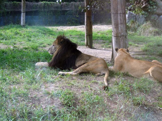 食肉目ﾈｺ科ﾋｮｳ属に分類される食肉類で、別名は獅子。<br /><br />雄は体重は250kgを超えることもあり、ﾈｺ科ではﾄﾗに次いで2番目に大きな種であ<br />る。