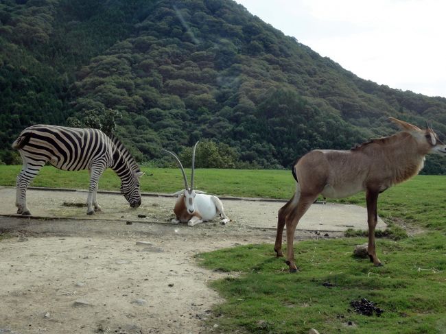 次は可愛く、草食ｿﾞｰﾝ。<br /><br />私の大好きな、ｼﾏｳﾏの世界です。