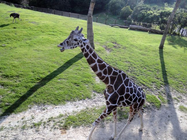 ｻﾊﾞﾝﾅﾃﾗｽからはｷﾘﾝを間近に見ることができます。