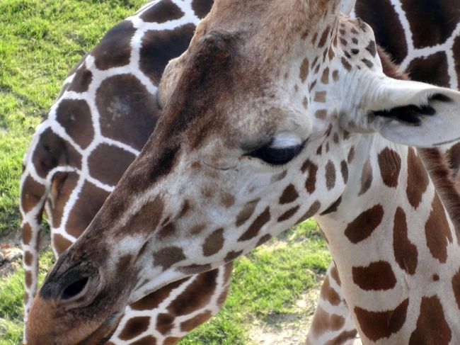 ｷﾘﾝを上から見ることは、かなりﾚｱでは無いでしょうか。<br /><br />ｴｻもあげれるようですが、時間が遅く売り切れていました。<br /><br />再度、遊園地ｿﾞｰﾝに戻り、4D映像のｺﾅﾝを見て、帰途に就きます。<br /><br />鳥取まで、1時間半程度で到着。<br />近いですね。<br /><br />夕食は軽く寿司を頂き、無事帰着しました。<br /><br />本日これまで！