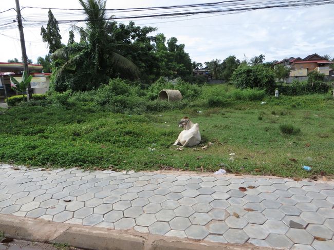 まるで犬のように繋がれた牛がのんびりと。